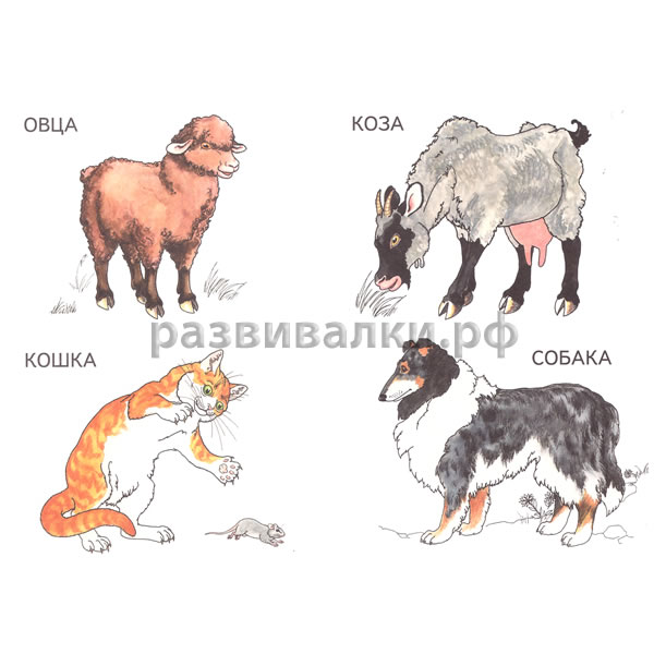 Книга-раскраска "Домашние животные"