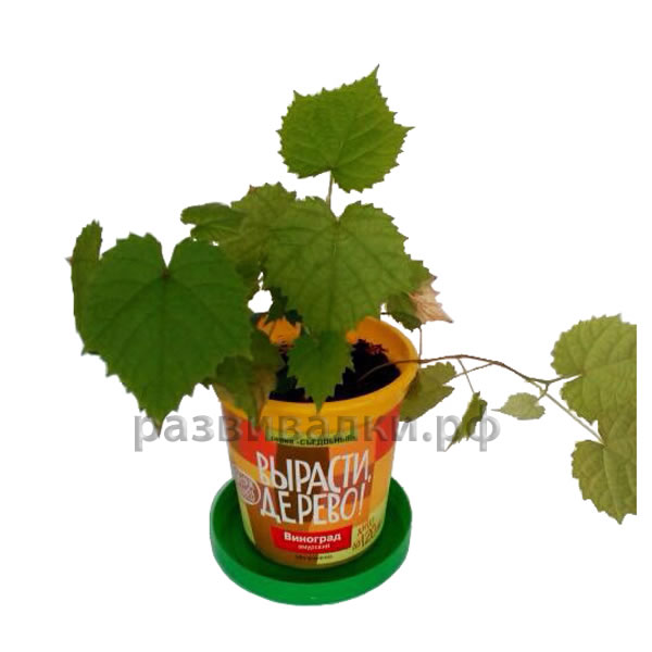Набор для выращивания винограда