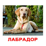 Породы собак (Карточки Домана "Буквы")