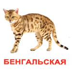 Породы кошек (Карточки Домана "Буквы")