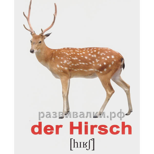 Немецкие карточки "Дикие животные"