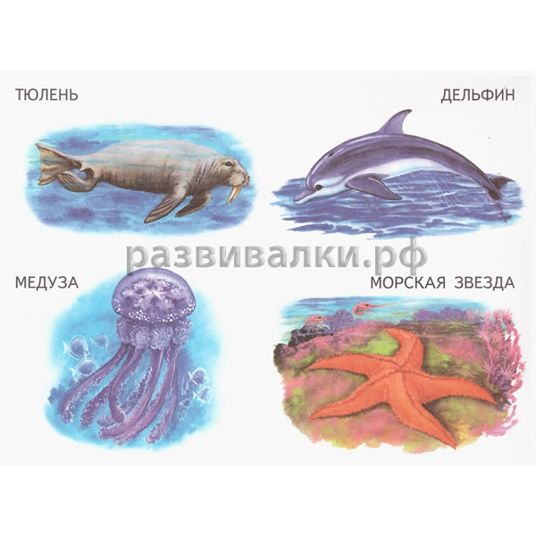 Книга-раскраска "Морские животные"